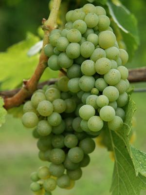 Green grapes on a vine