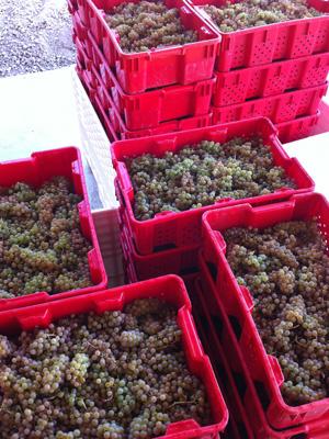Multiple red crates full of grapes