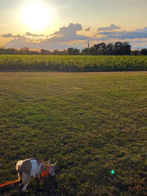 Sunset with a goat eating the grass