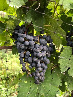 Red grapes growing on a vine