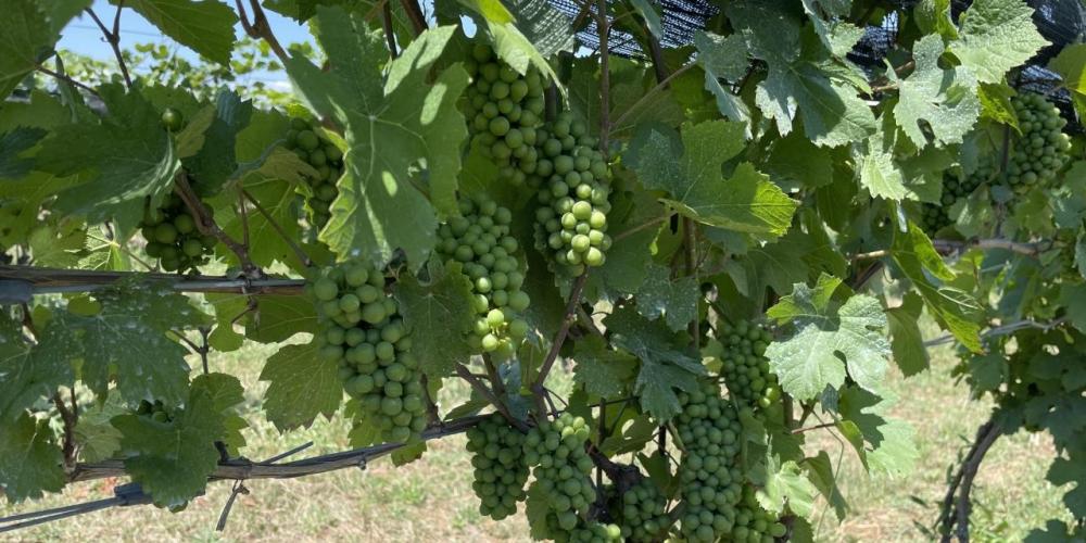 Muscedere Vineyards Pinot Grigio July 2022