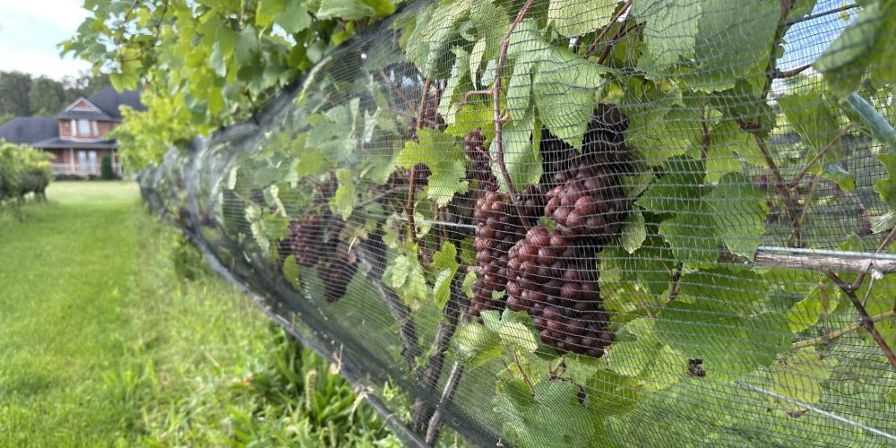 Muscedere Vineyards Pinot Grigio September 2023