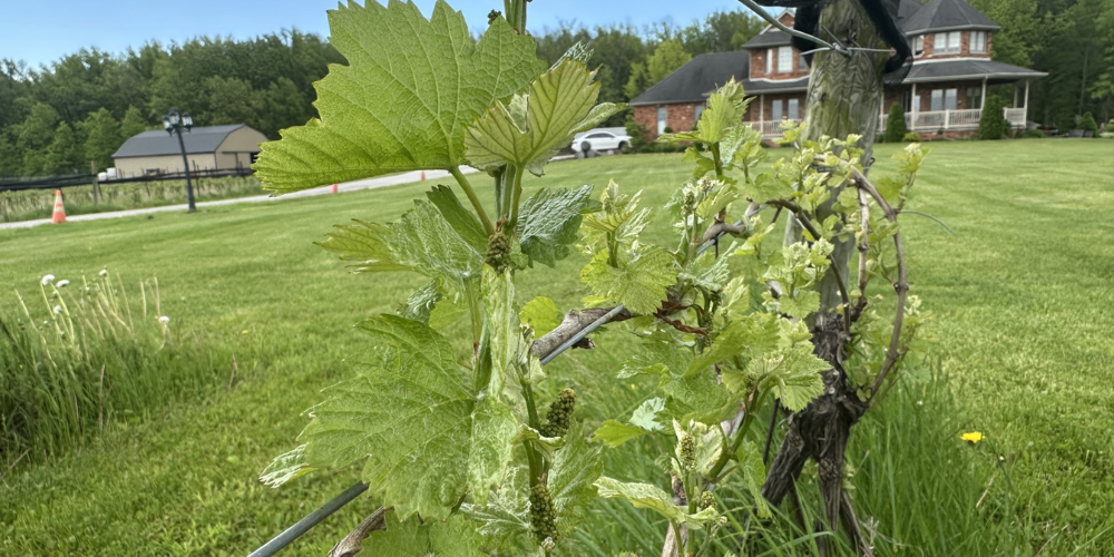 Bloom Muscedere Vineyards Spring 2025