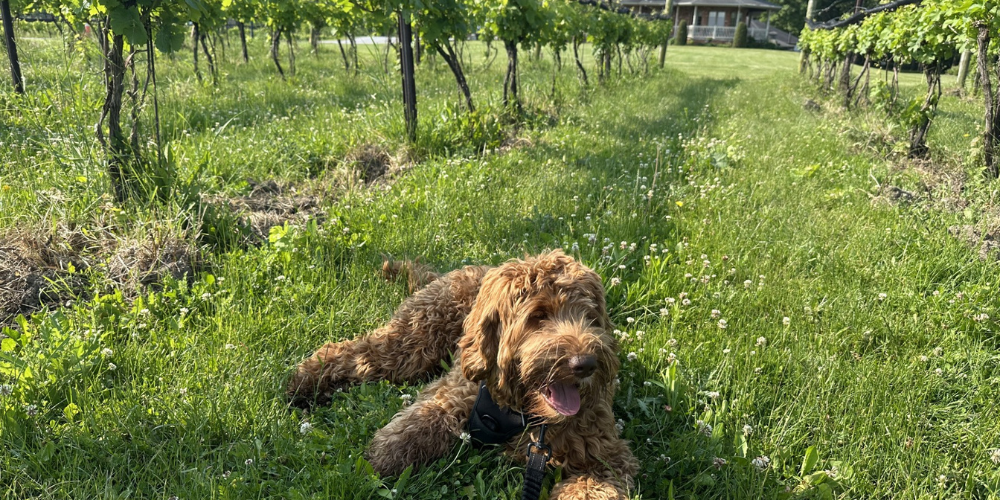 Dog in Vineyard June 2025