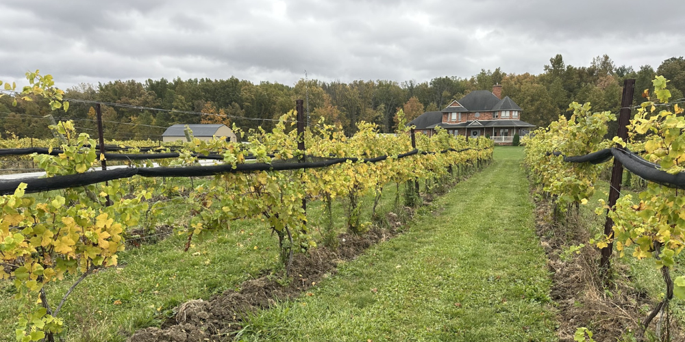 Muscedere Vineyards Fall 2025 Front