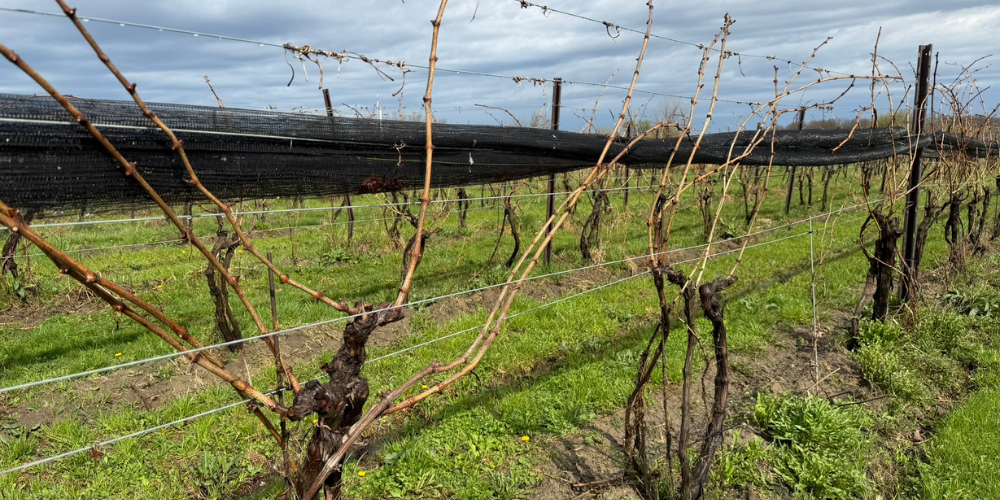 Muscedere Vineyards Cabernet Sauvignon Early April 2026