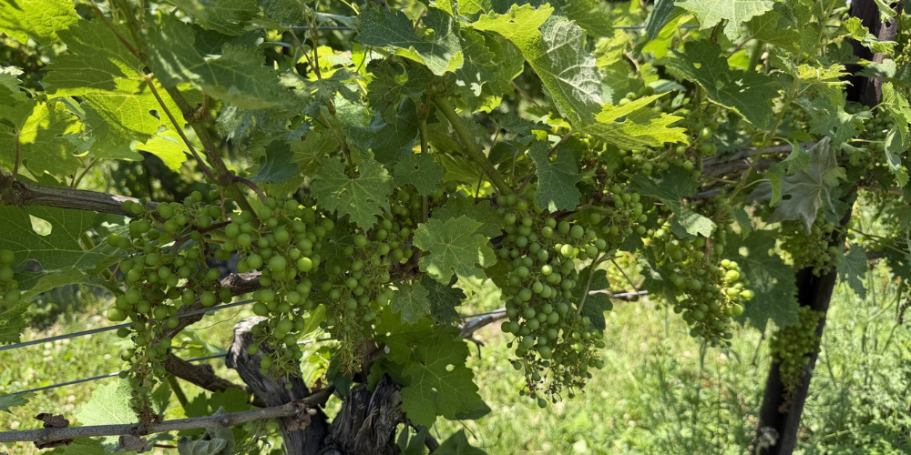 Muscedere Vineyards July 2026